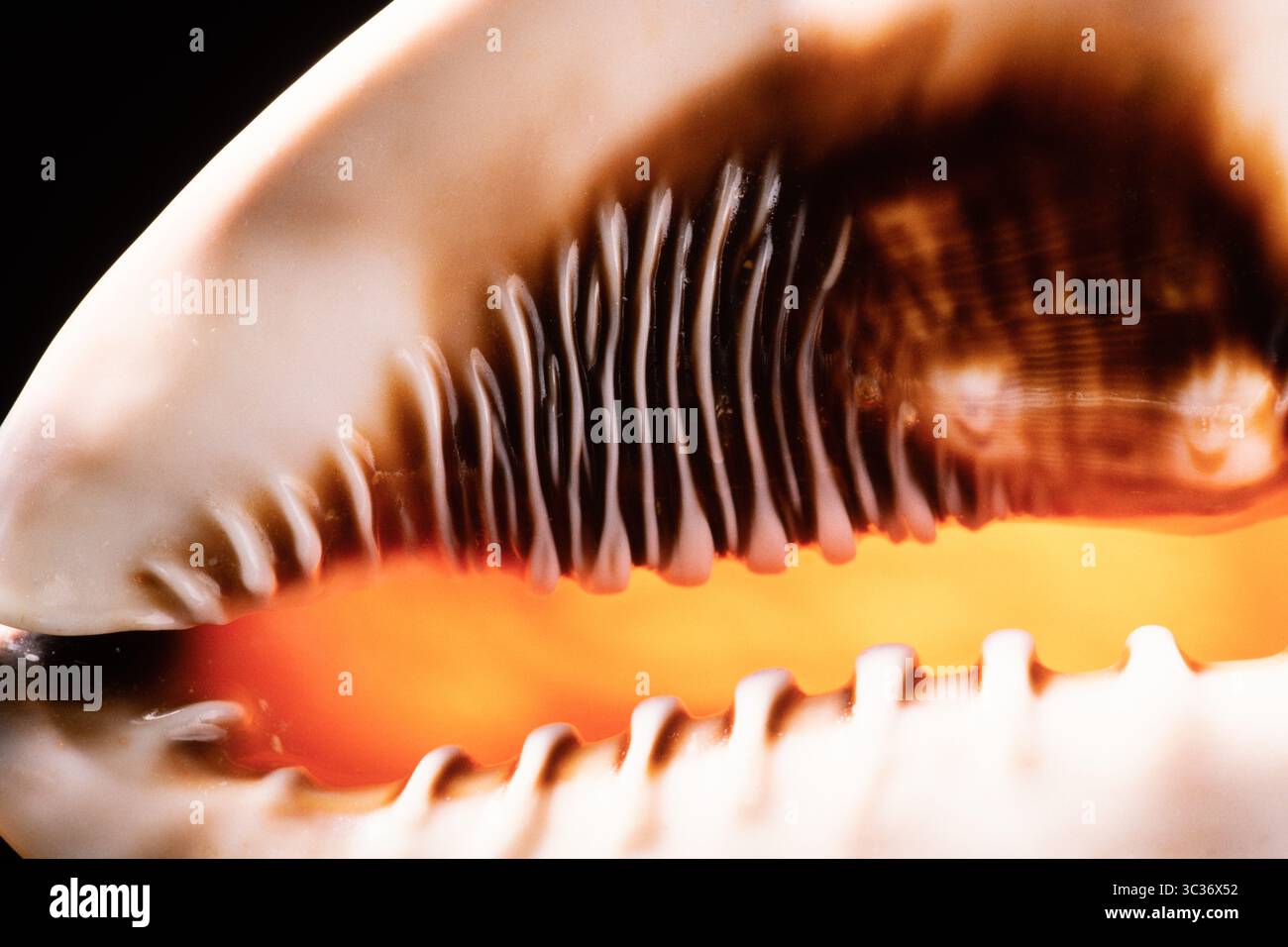 26 février 2021 : le casque royal, Cassis tuberosa, est présent dans l'océan Atlantique Ouest de la Caroline du Nord au Brésil et dans les îles du Cap-Vert dans l'Atlantique est. On l'appelle souvent la Conque du casque roi, mais ce n'est pas une vraie conque. (Crédit image : © Jon G. Fuller/VW pics via ZUMA Wire) Banque D'Images