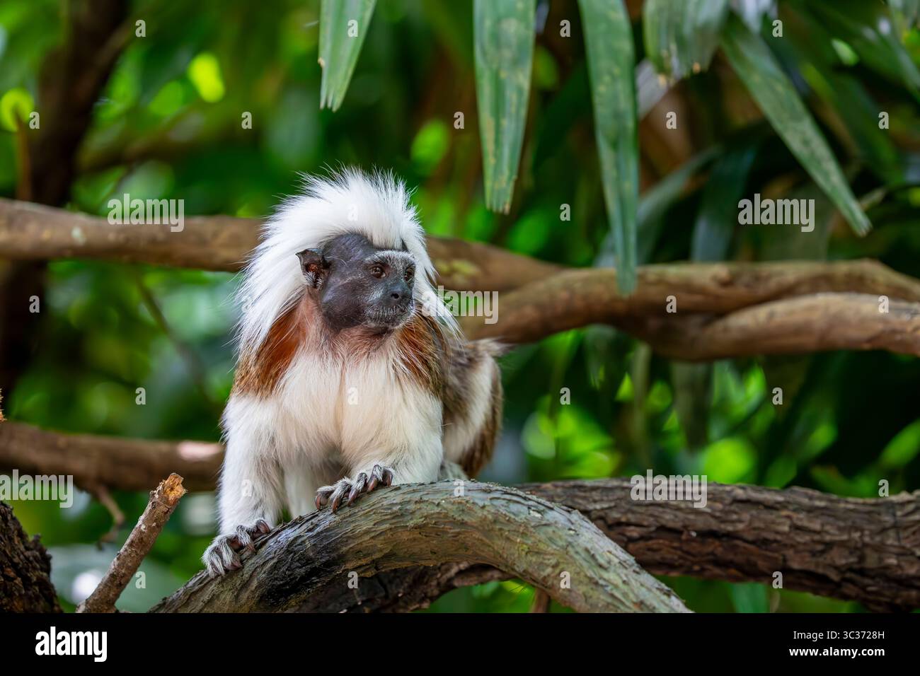 Une image rapprochée de tamarin Cotton-top. Un des plus petits primates. facilement reconnaissable à la longue crête sagittale blanche s'étendant de son front à Banque D'Images