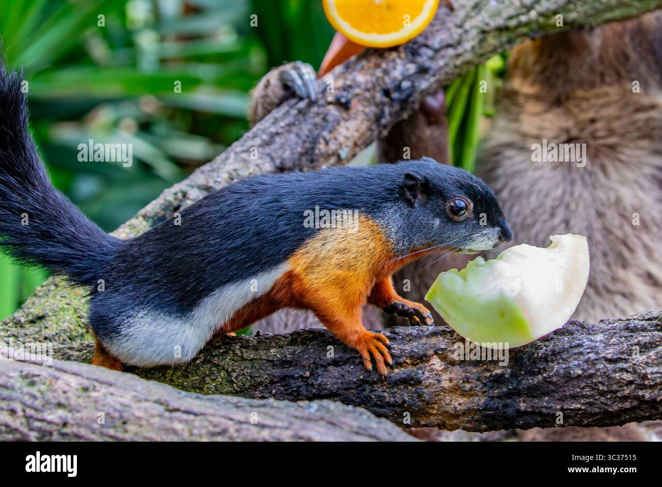 L'écureuil tricolore asiatique mange des fruits. C'est une espèce de rongeur de la famille des Sciuridae que l'on trouve dans la forêt de la péninsule thaïlandaise malaise, Sumatra Banque D'Images