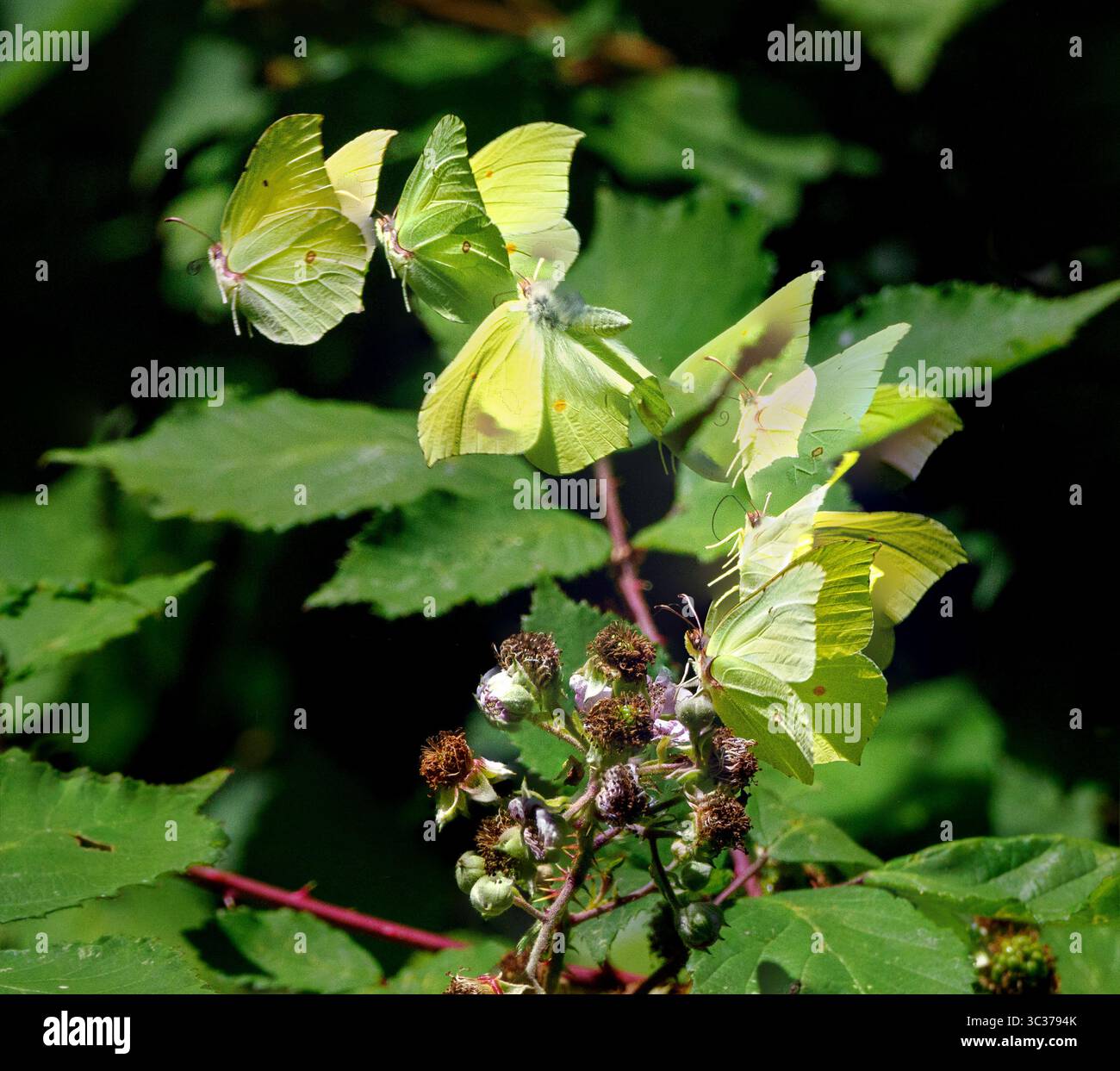Image Time lapse d'un papillon Brimstone Gonopterix rhamni volant après s'être nourri de fleurs de Bramble - Somerset UK Banque D'Images