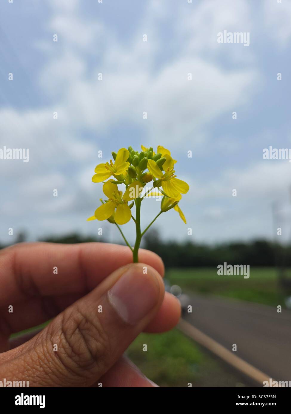 Belle Fleur Naturelle - Image de stock capturée avec un smartphone