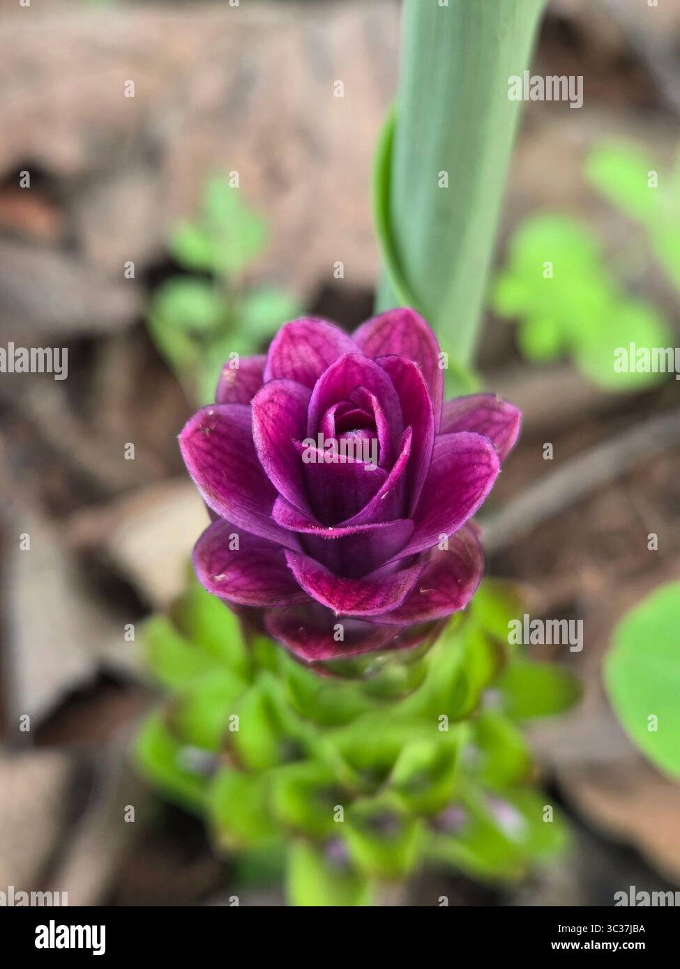 Belle Fleur Naturelle - Image de stock capturée avec un smartphone