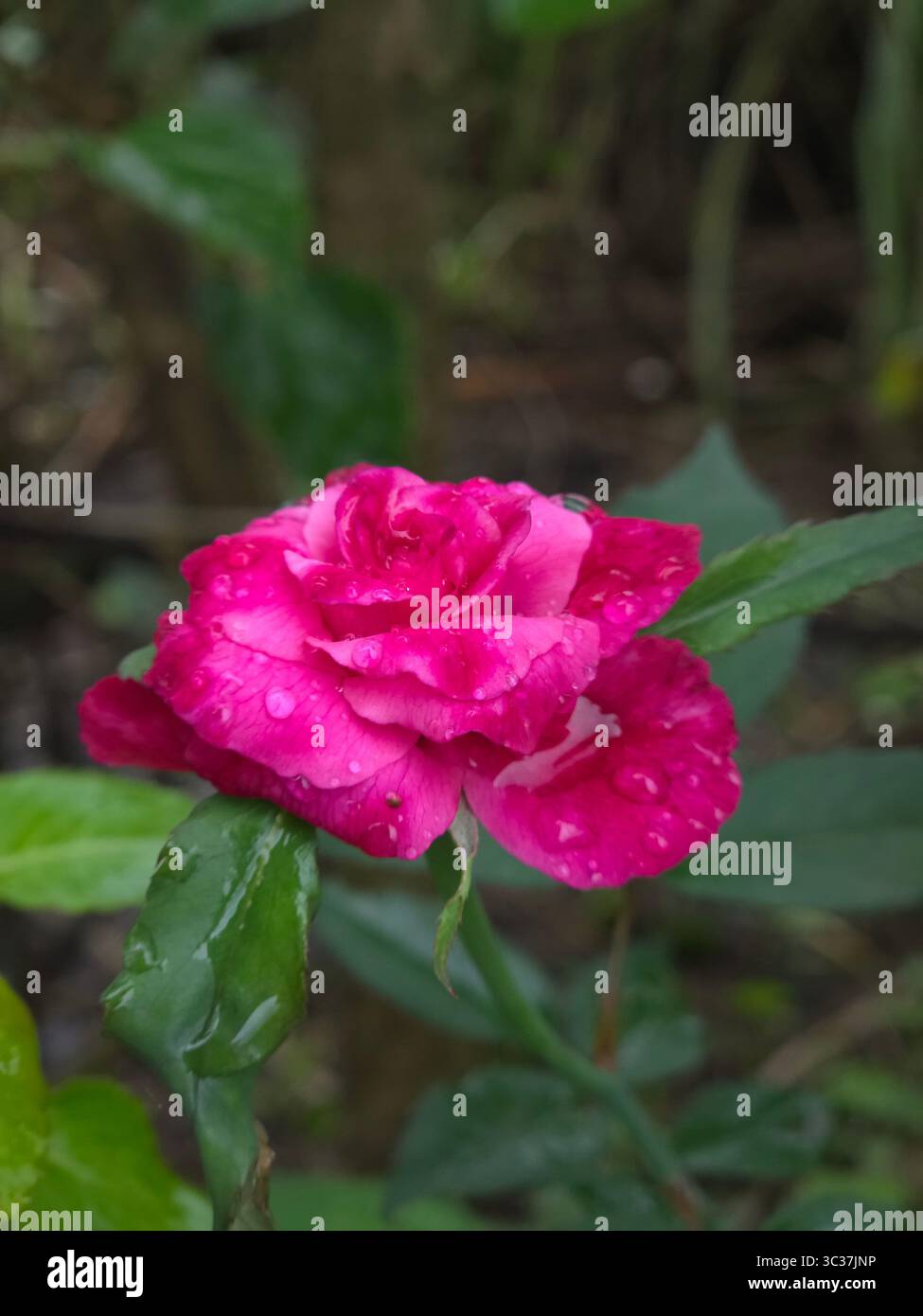 Belle Fleur Naturelle - Image de stock capturée avec un smartphone