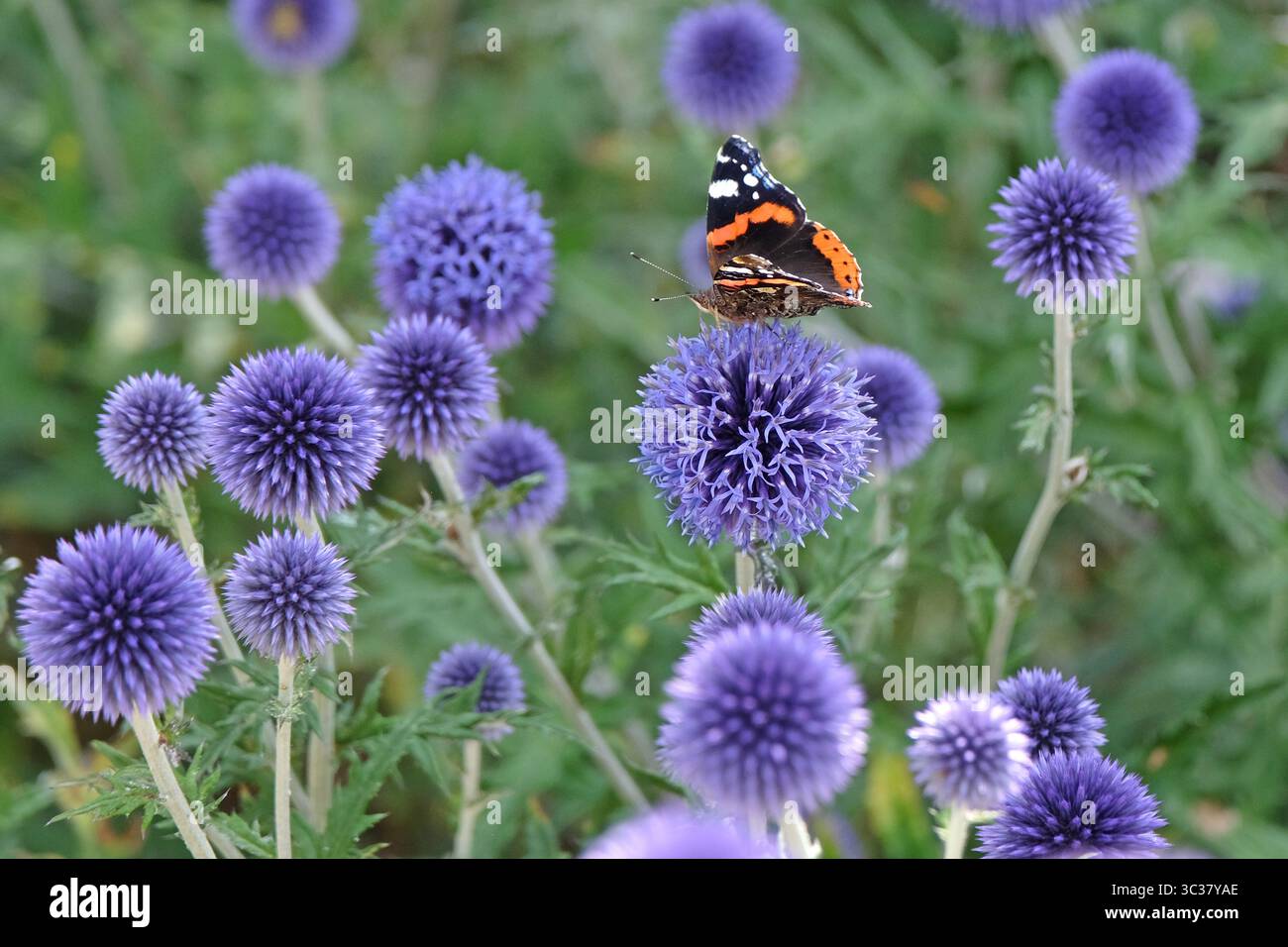 Un papillon Red Admiral assis sur le ritro Echinops, chardon du globe « Veitch's Blue » en fleur. Banque D'Images