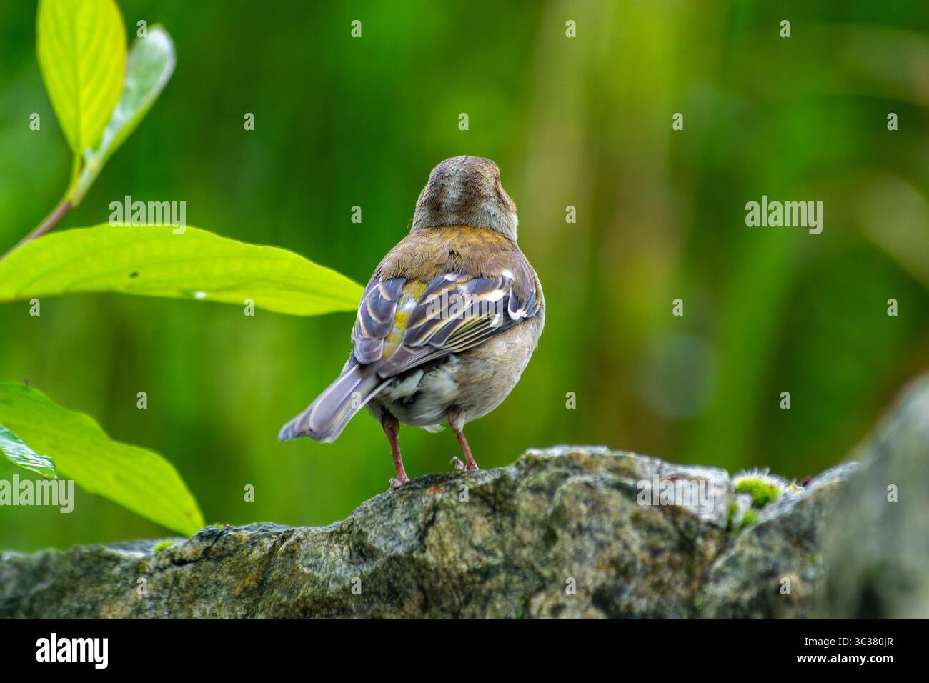 Chaffinch commun femelle (Fringilla coelebs) collectant du matériel de nidification, Saint-Pourçain-sur-Besbre, France. Banque D'Images