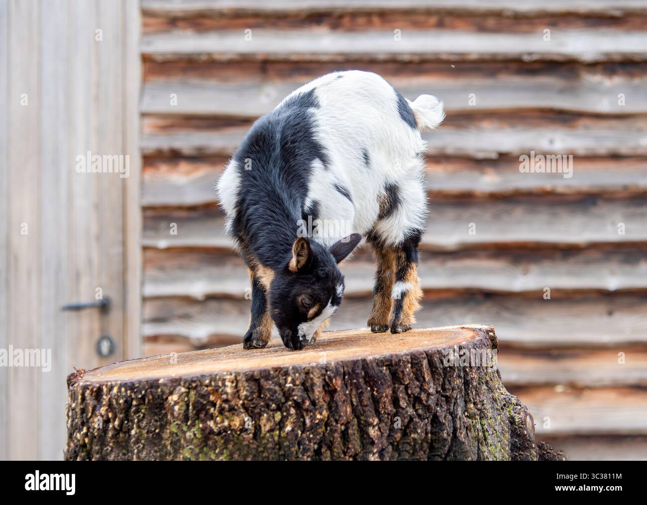 Une chèvre pygmée (Capra aegagrus hircus) debout ou reniflant sur un tronc d'arbre coupé dans une cour de ferme, montrant un comportement curieux et ludique. Banque D'Images