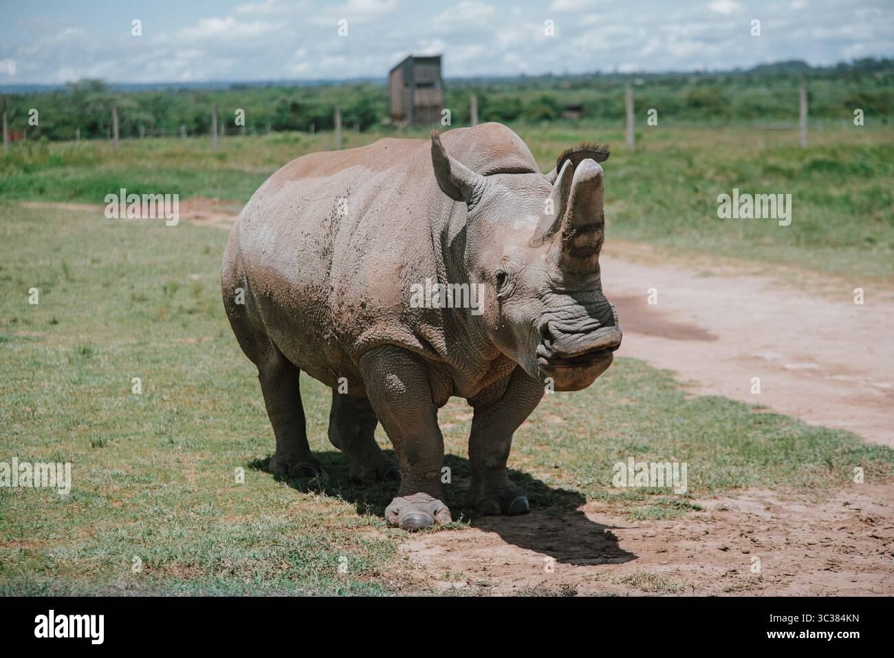 Un rhinocéros solitaire se dresse sur une plaine herbeuse sous un ciel lumineux, soulignant la beauté sauvage de la faune dans son habitat naturel. Banque D'Images
