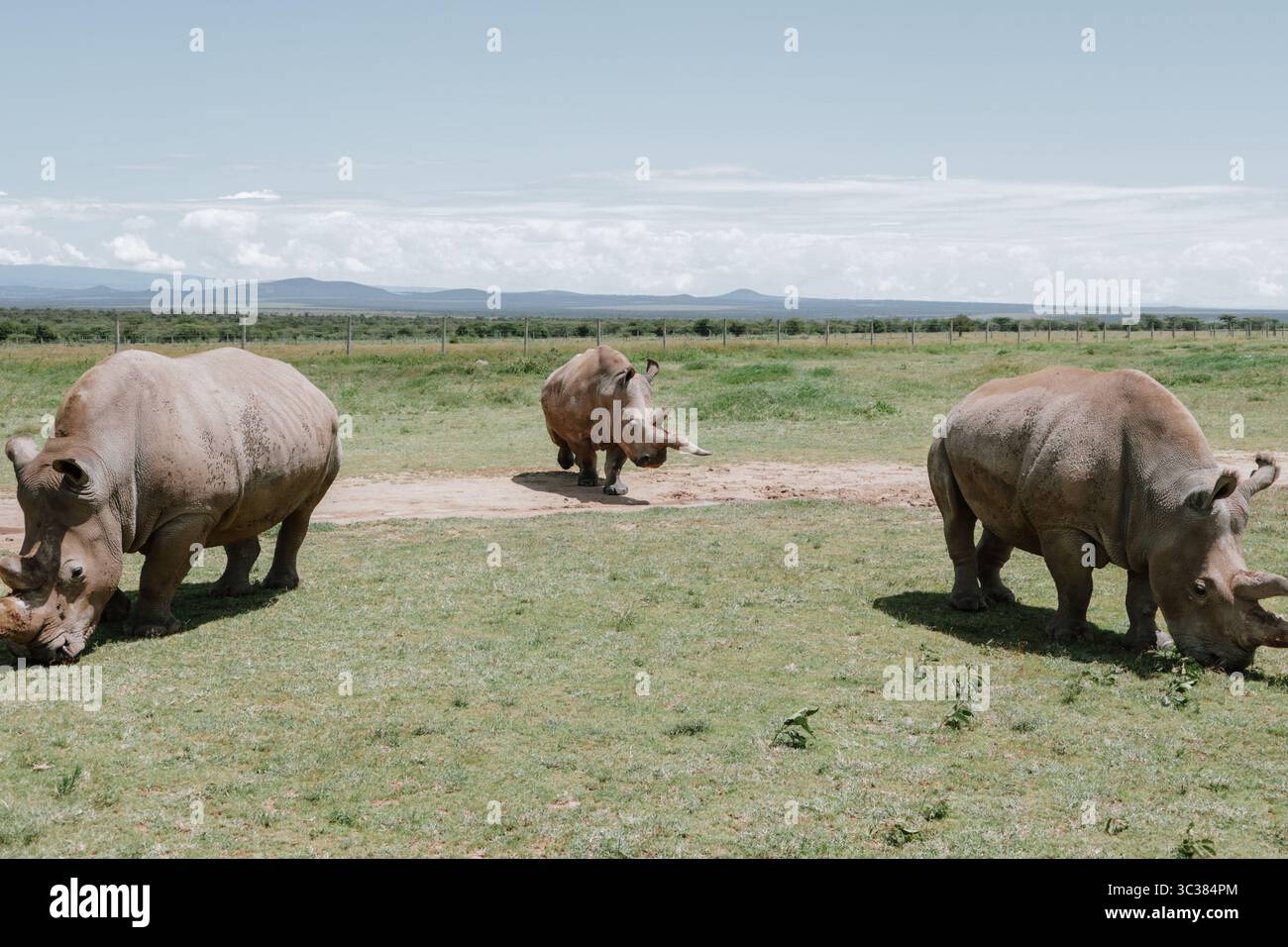 Trois rhinocéros blancs paissent paisiblement sur des prairies ouvertes sous un ciel lumineux, mettant en valeur la beauté sereine de la faune africaine dans son habitat naturel. Banque D'Images