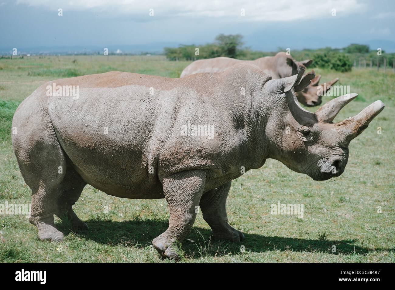 De puissants rhinocéros errant dans les plaines africaines. La force et la beauté de la nature, idéales pour la conservation, les voyages ou l’éducation. Banque D'Images