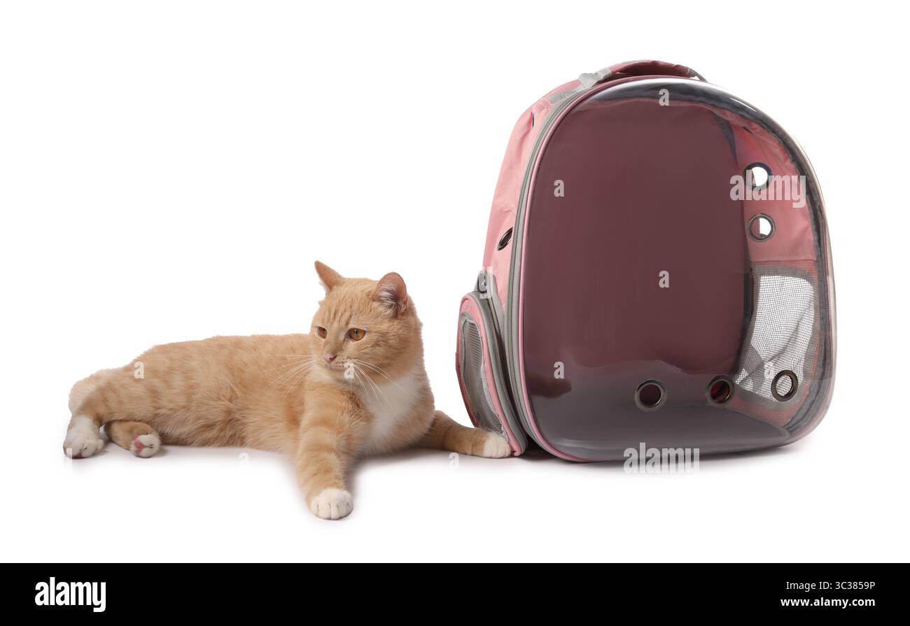 Chat mignon et sac à dos transporteur sur fond blanc Banque D'Images