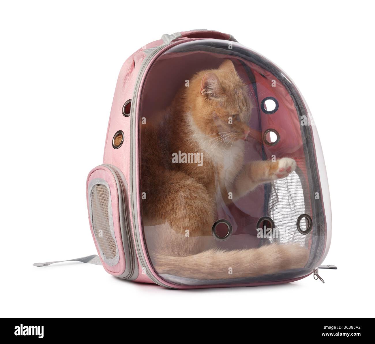 Chat mignon dans le transporteur de sac à dos sur fond blanc Banque D'Images