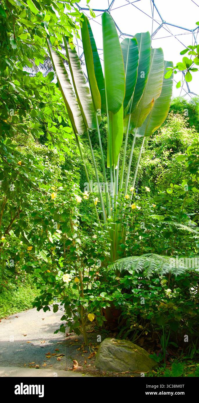 Plante tropicale Ravenala madagascariensis Traveller’s Palm Rainforest Biome The Eden Project Bodelva Cornwall Angleterre Royaume-Uni Europe Banque D'Images