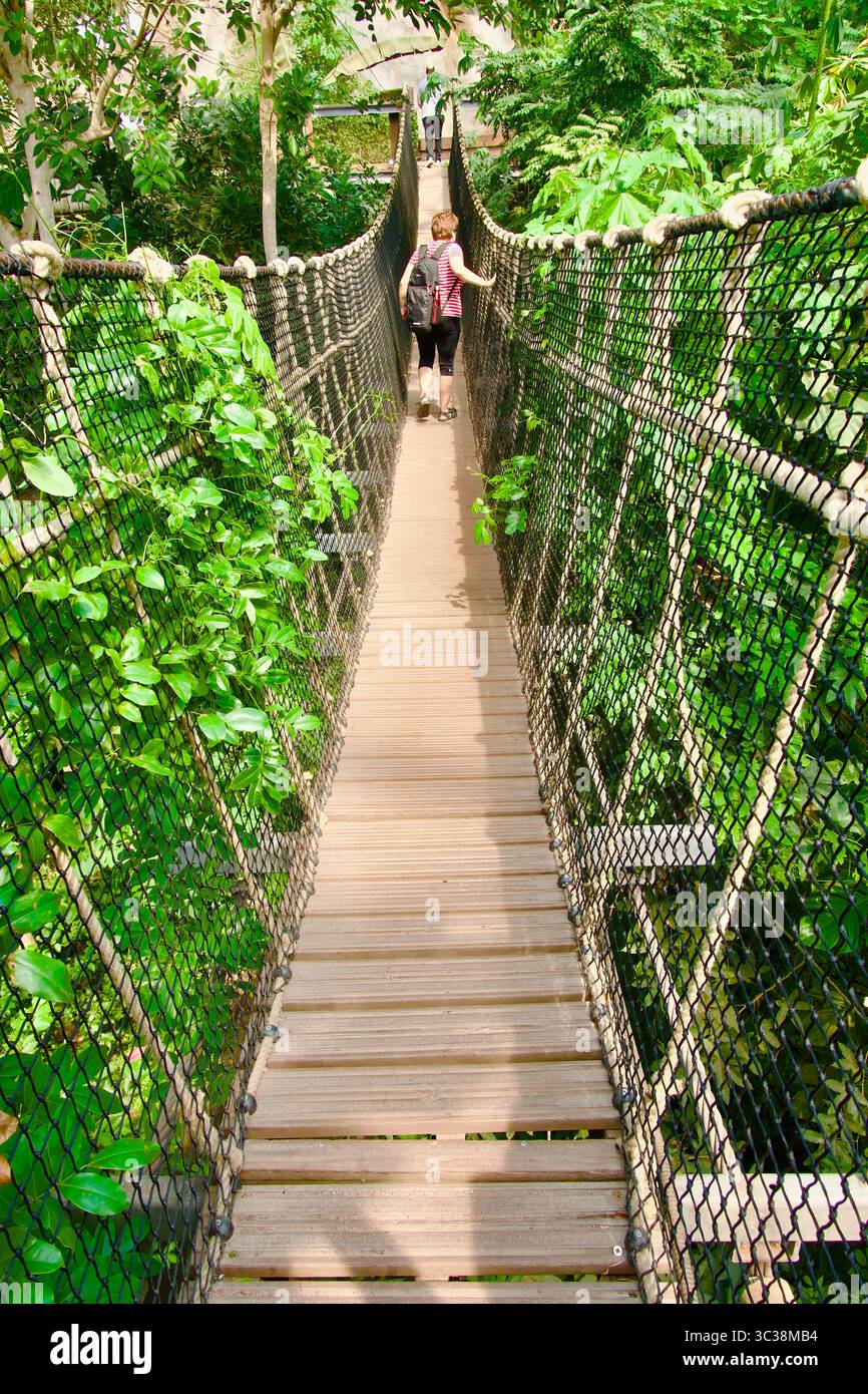 Pont suspendu en bois et corde dans le biome de la forêt tropicale The Eden Project Bodelva Cornwall Angleterre Royaume-Uni Europe Banque D'Images