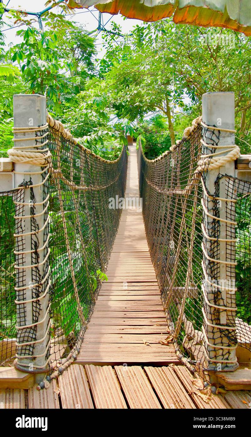 Pont suspendu en bois et corde dans le biome de la forêt tropicale The Eden Project Bodelva Cornwall Angleterre Royaume-Uni Europe Banque D'Images