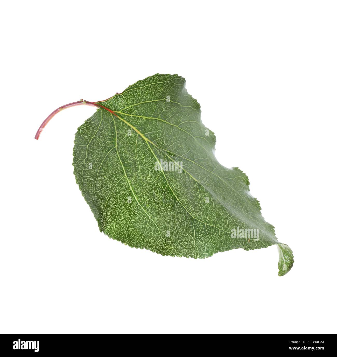 Une feuille d'abricot vert isolée sur blanc Banque D'Images