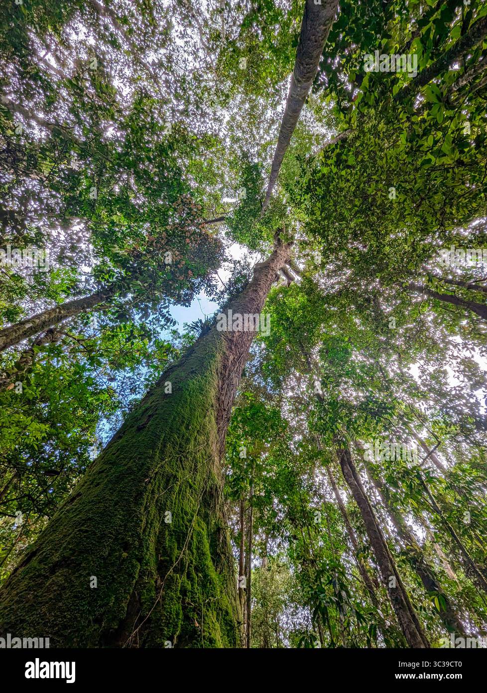 Green Tall Trees vue du bas avec beau ciel à la forêt - Image de stock capturée avec un smartphone