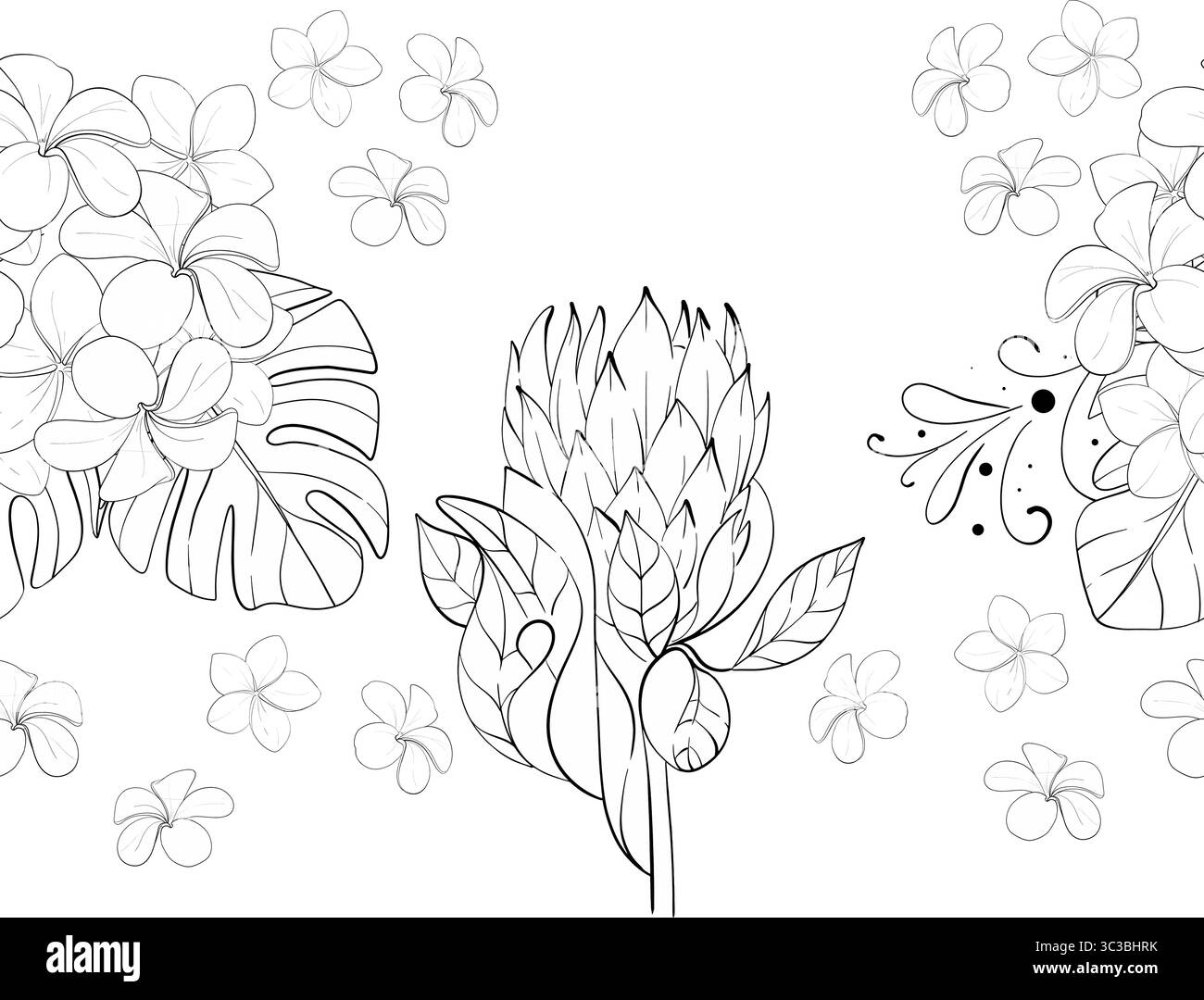 Vector Seamless bordure d'été, motif. Bouquets de fleurs tropicales - ornement protéas et plumeria. Botanique exotique. Graphique dessiné à la main. Circuit noir Illustration de Vecteur