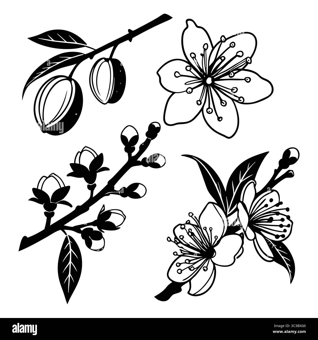 Illustrations en amande noir et blanc d'éléments floraux et de branches Illustration de Vecteur