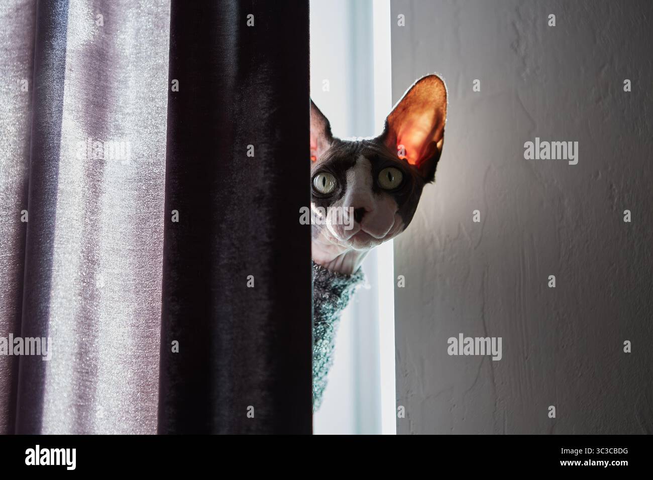 Portrait mystérieux et morose d'un chat Sphynx canadien partiellement caché derrière un rideau de velours, avec un œil et une oreille visibles dans une lueur naturelle dramatique Banque D'Images