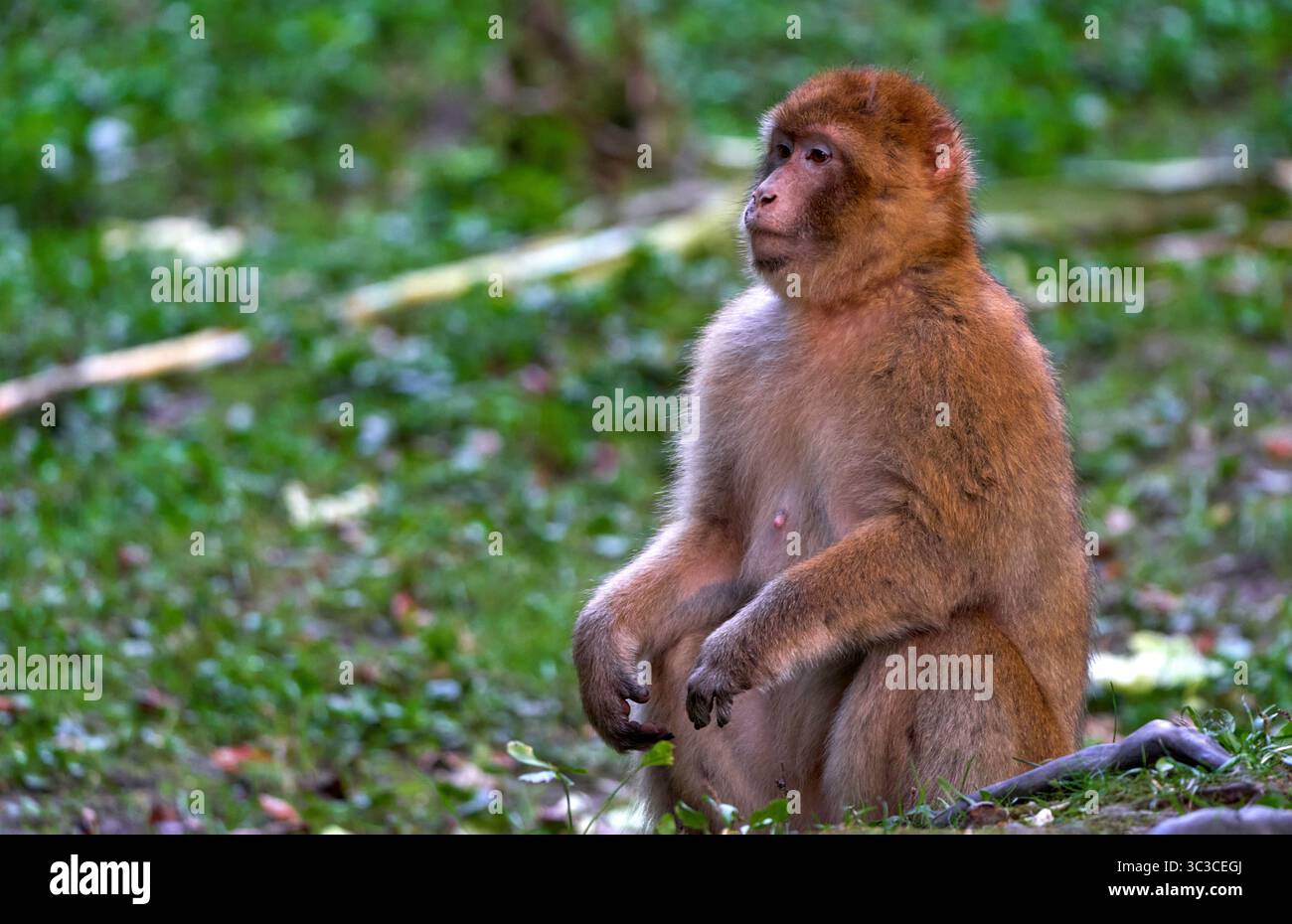 Macaque dans l'environnement naturel Banque D'Images