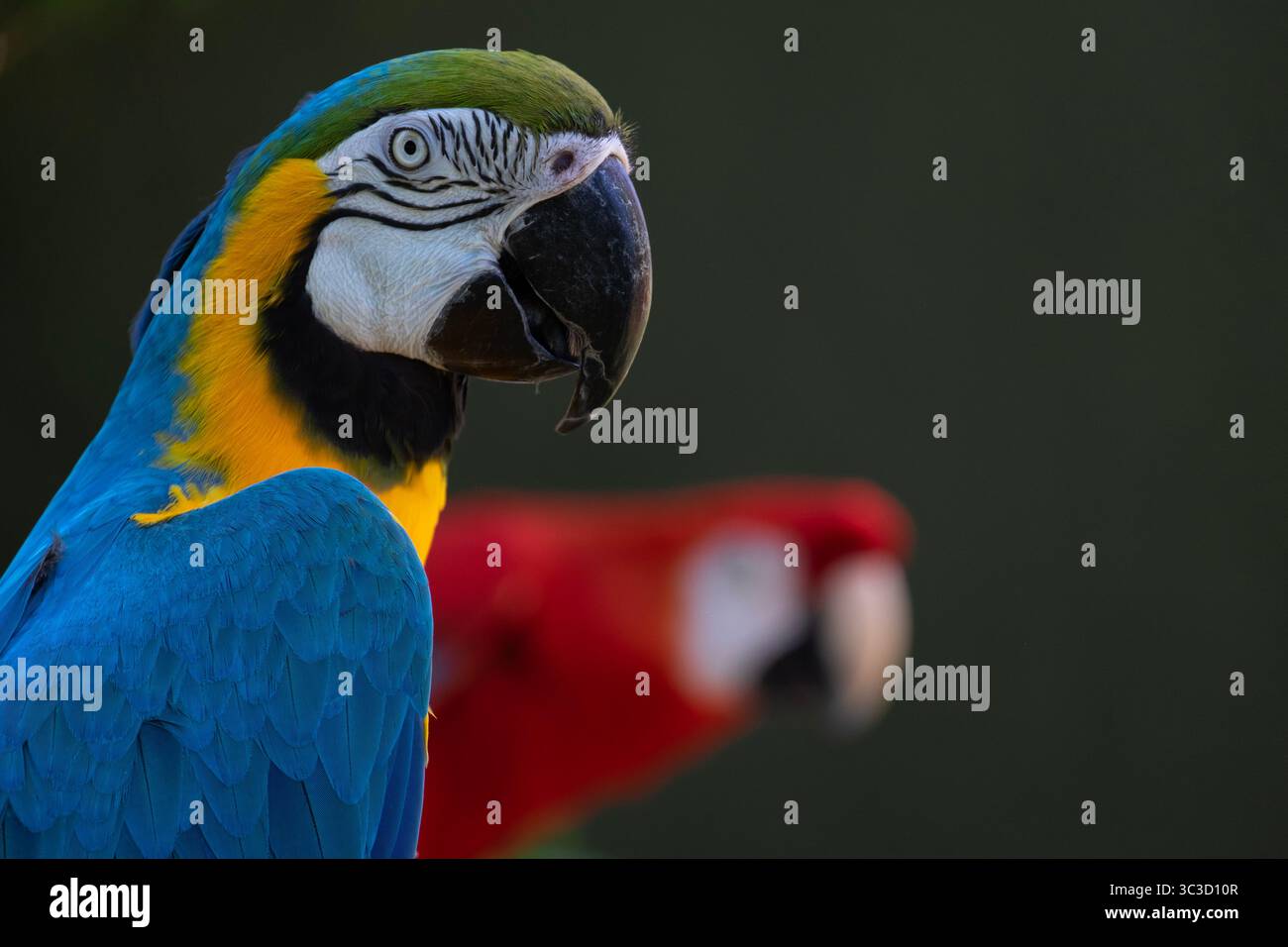 Portrait de macaw bleu et or (ara macao macao) Banque D'Images Portrait de macaw bleu et or (ara macao macao) Banque D'Images