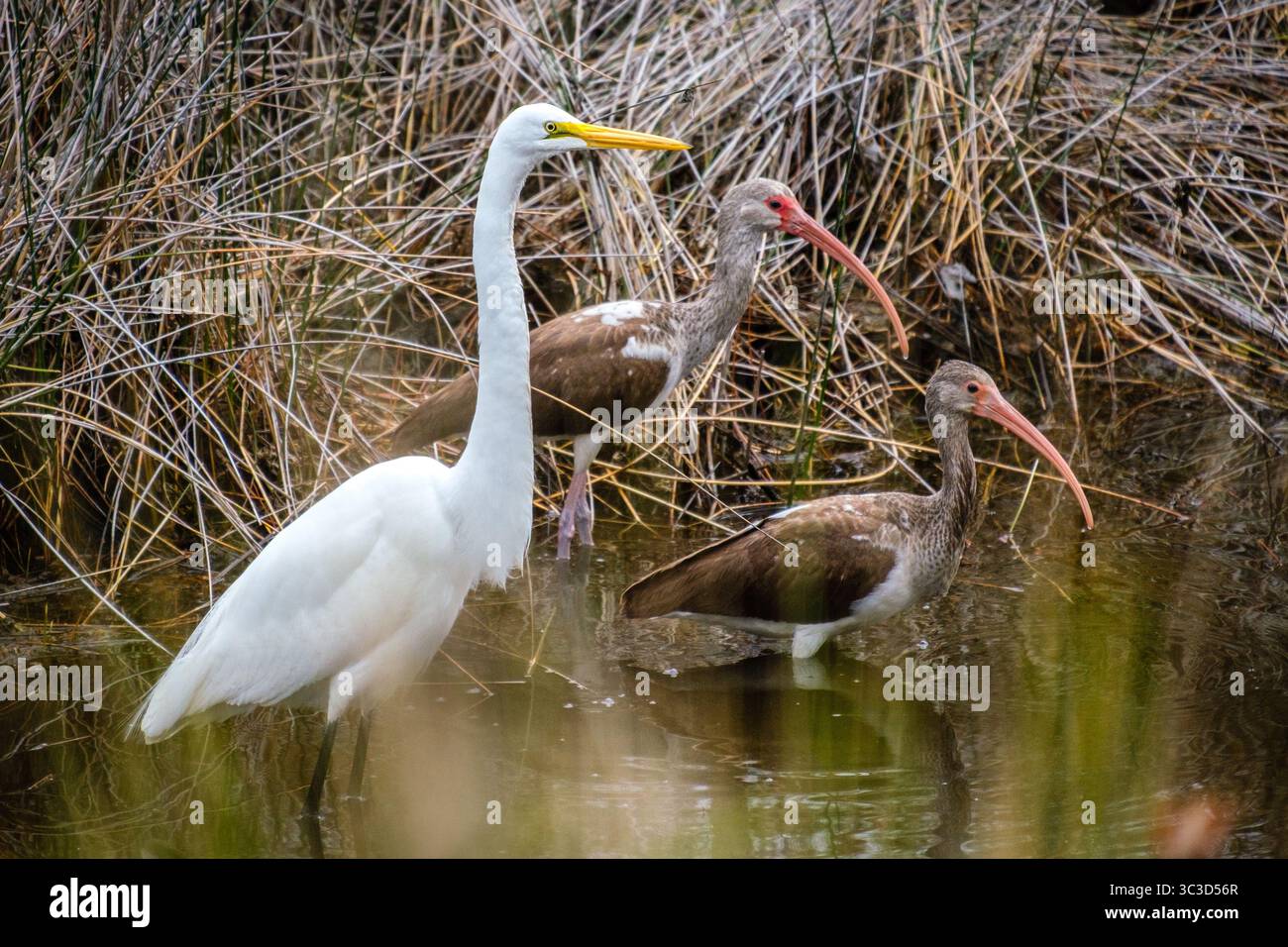 Une Grande aigrette et deux Ibis blancs juvéniles dans un marais Banque D'Images