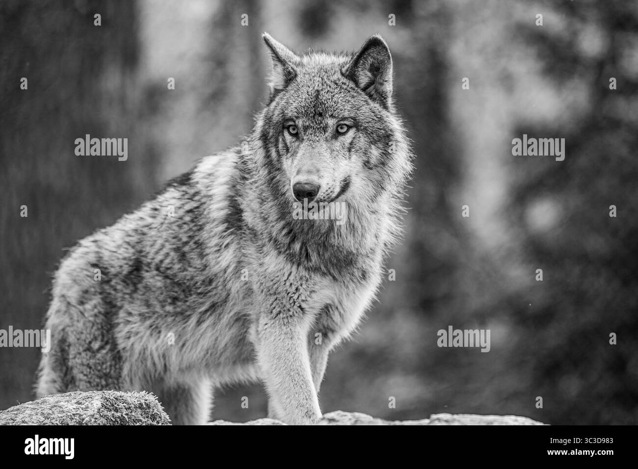Photo en noir et blanc du loup gris européen debout dans la forêt Banque D'Images