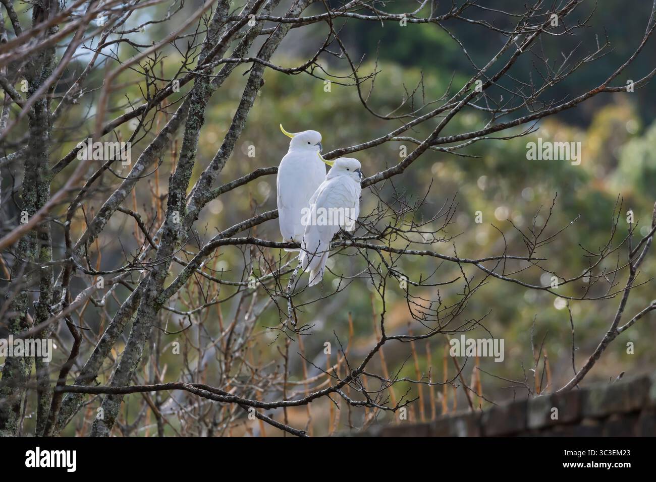 Photographie de Cockatoos à crête de soufre blanc assis dans un vieil arbre sans feuilles au soleil dans un jardin domestique dans les montagnes bleues. Banque D'Images