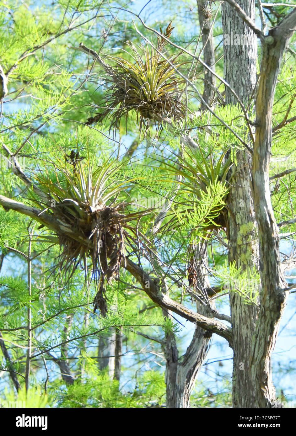 La grande Airplant de Floride (Tillandsia simulata) endémique de la Floride, trouvée nulle part ailleurs. A besoin d'espaces ouverts exposés à la lumière du soleil. Menacé par les broméliades mexicaines Banque D'Images