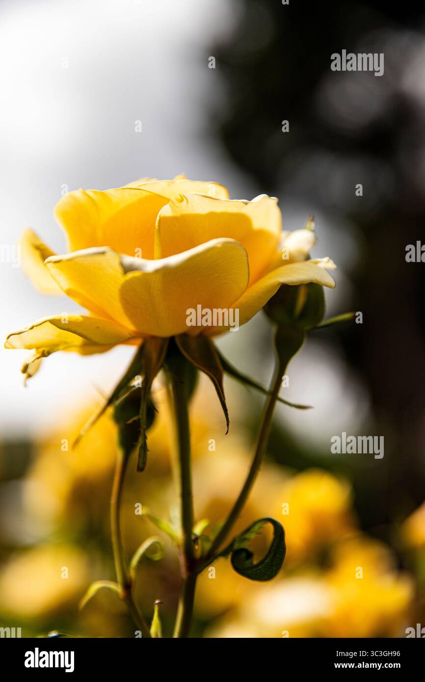 Fond avec des roses parfaites dans le jardin. Fleur rose jaune, macro. À côté de la belle fleur est un endroit pour le texte publicitaire Banque D'Images