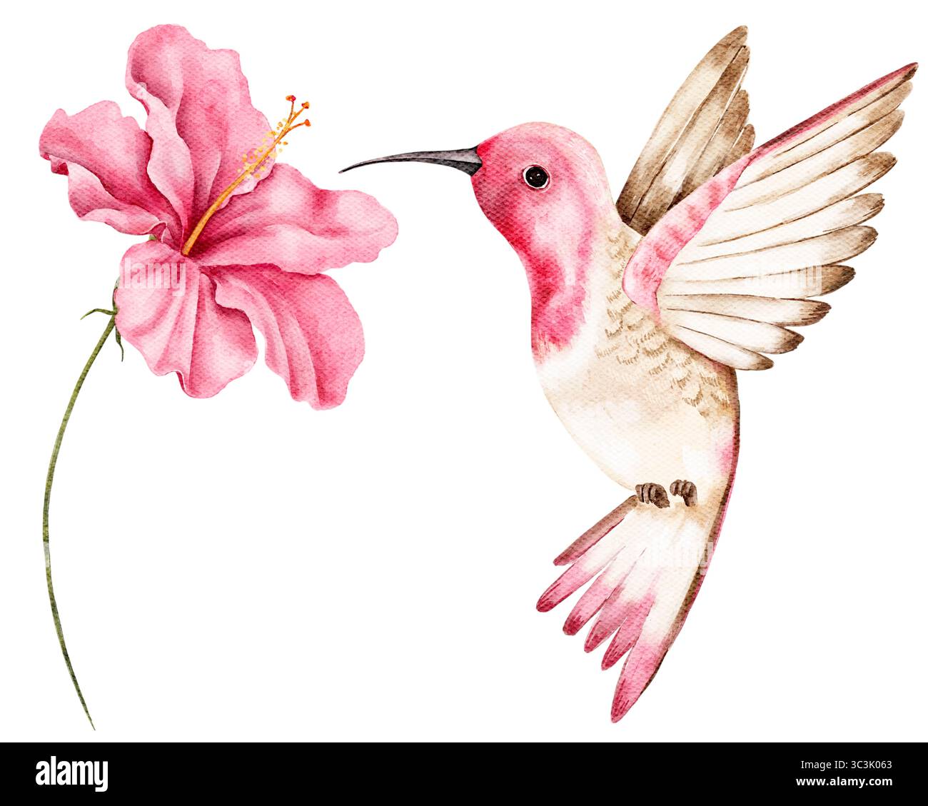 Clipart aquarelle peinte à la main d'un colibri rose avec une fleur d'hibiscus en fleurs. Parfait pour les cartes de vœux, les impressions, les textiles ou les proje créatifs Banque D'Images