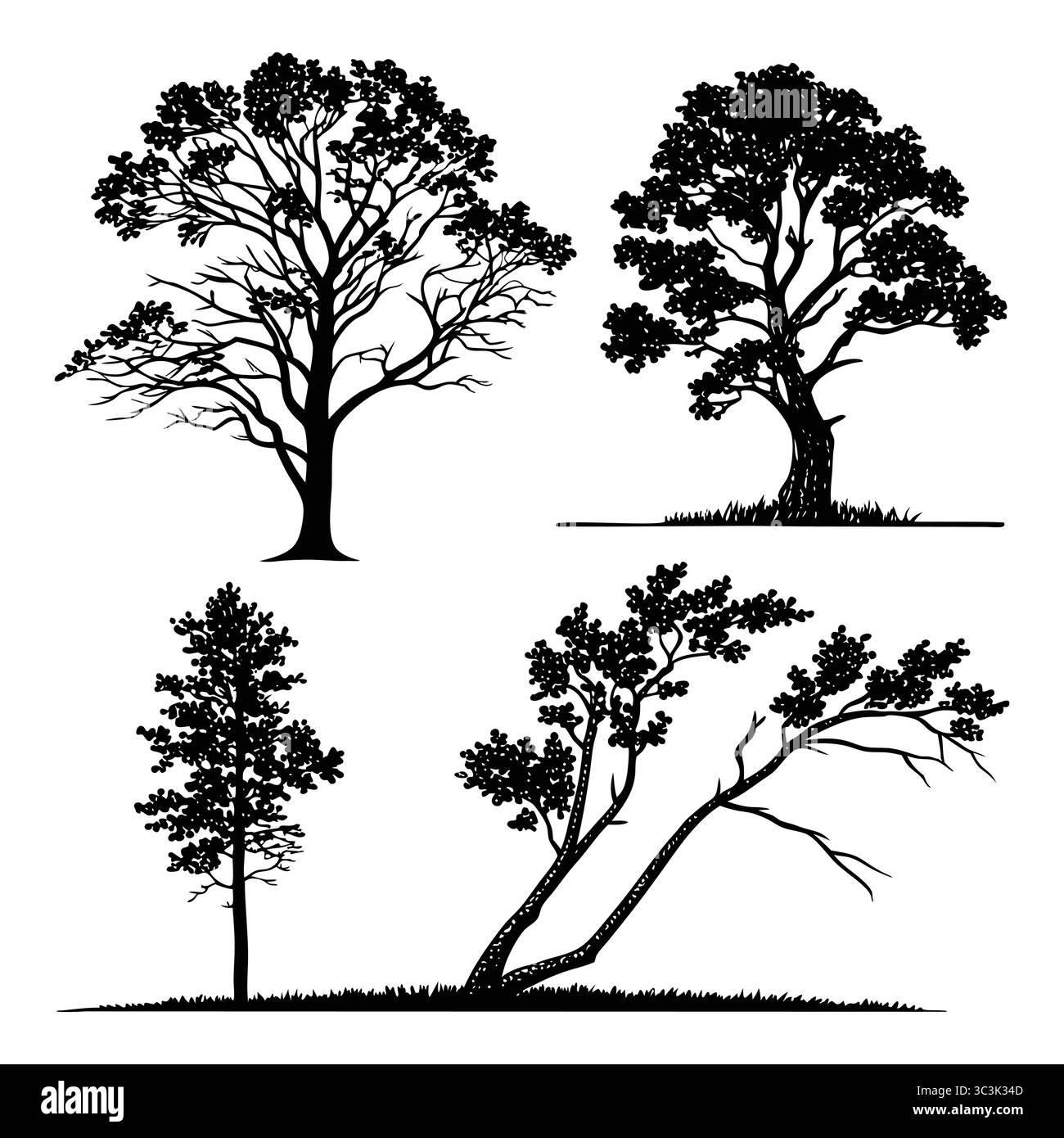 Collection de silhouettes d'Alder Tree dans diverses formes et styles détaillés Illustration de Vecteur