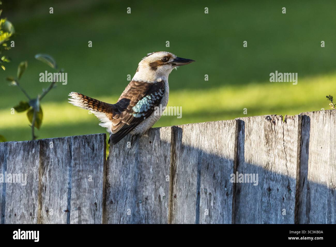 Rire kookaburra (Dacelo novaeguineae), femelle. Un visiteur fréquent dans les banlieues bordant la brousse. Banque D'Images