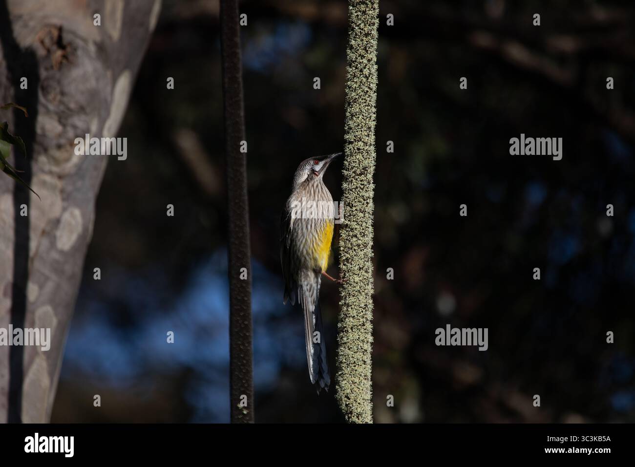 Orignal rouge (Anthochaera carunculata) se nourrissant d'épis floraux de grêle (Xanthorea sp). Banque D'Images