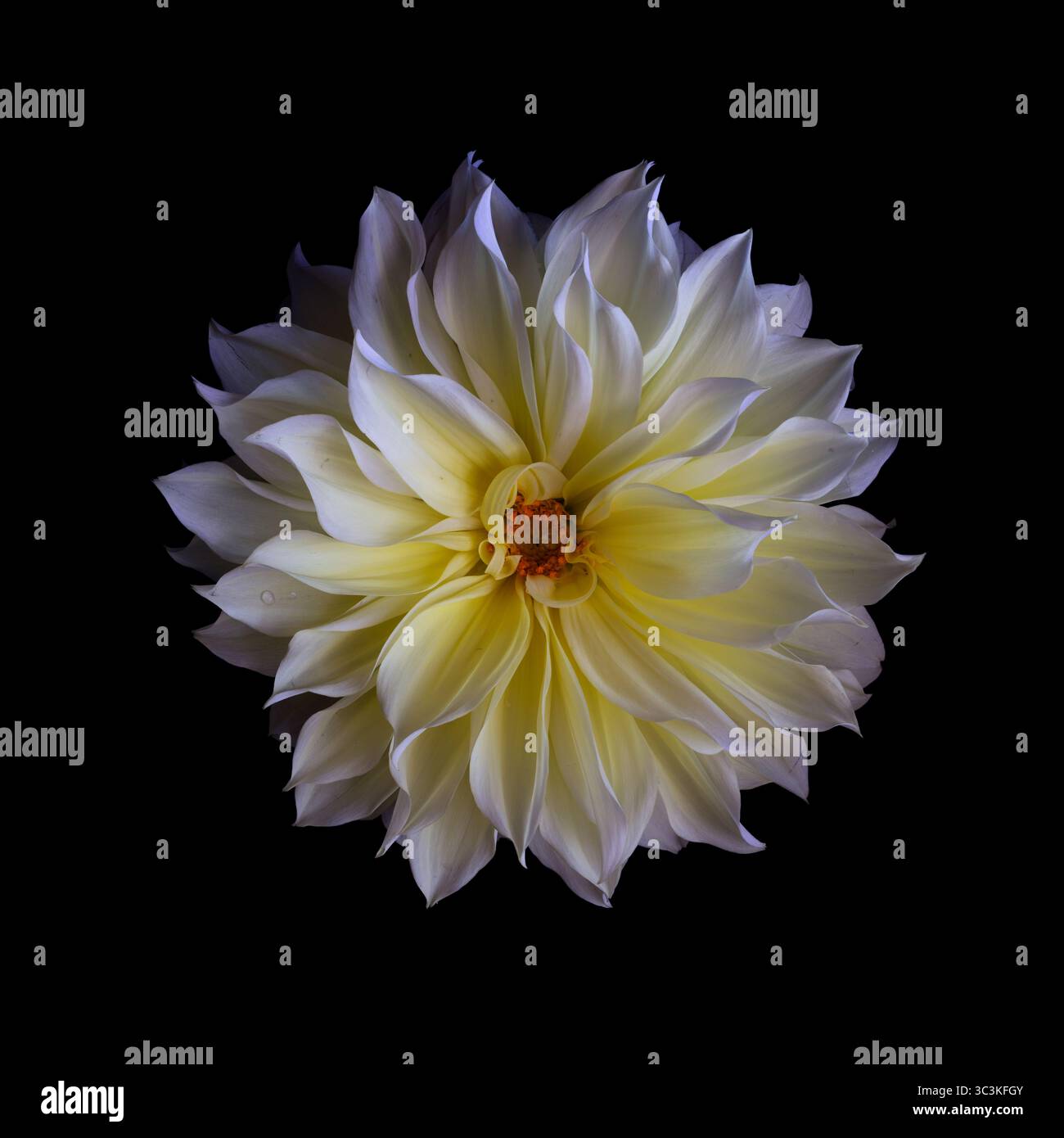 Fleur de Dahlia. Photo en gros plan d'une grande fleur de dahlia à fleurs entières jaune-blanc. Lumière douce, fond noir Banque D'Images