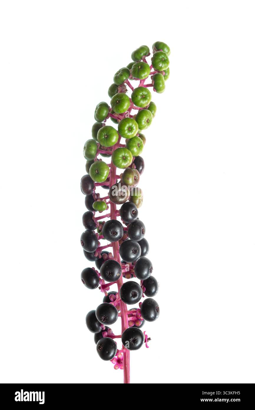 Grappe de baies d'une pokeweed (Phytolacca americana). Originaire d'Amérique du Nord où il a été largement utilisé dans la médecine traditionnelle amérindienne Banque D'Images