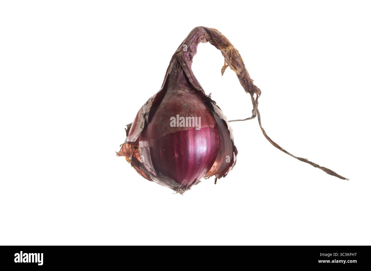 Oignon rouge. Vue latérale d'un bulbe d'oignon rouge biologique de Tropea (Allium cepa) dont la peau du bulbe a été partiellement enlevée ; fond blanc Banque D'Images