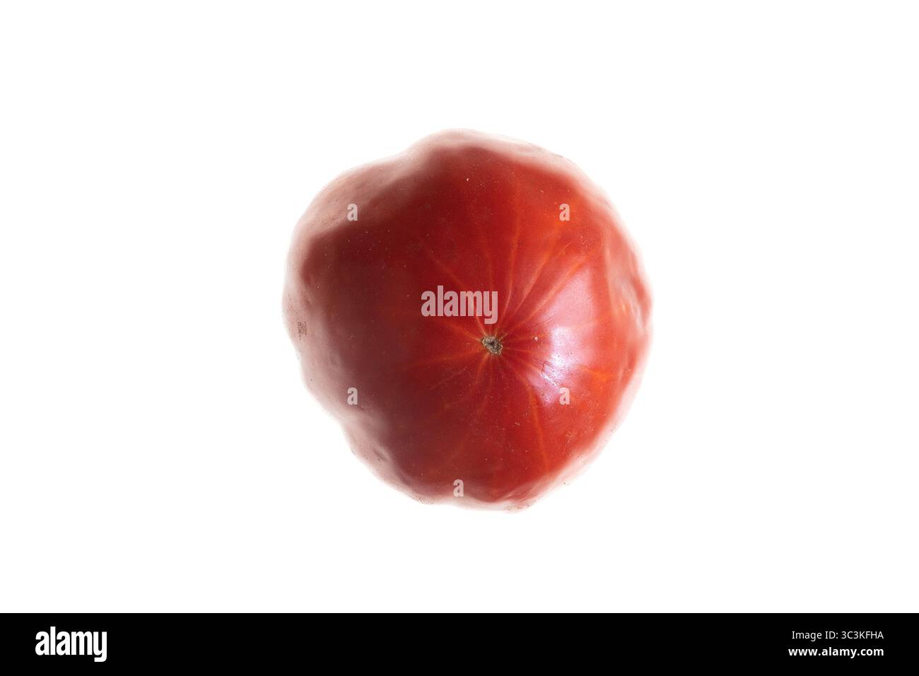 Beefsteak tomato.vue de dessus d'une tomate rouge biologique (Solanum lycopersicum), variété Beefsteak. Cultivé sans pesticides et engrais chimiques Banque D'Images