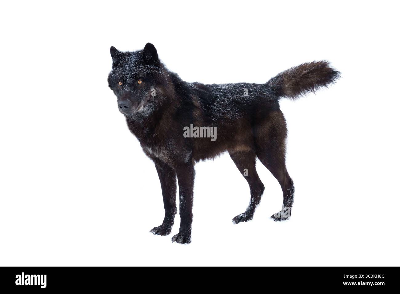 loup noir canadien pendant les chutes de neige isolé sur fond blanc Banque D'Images
