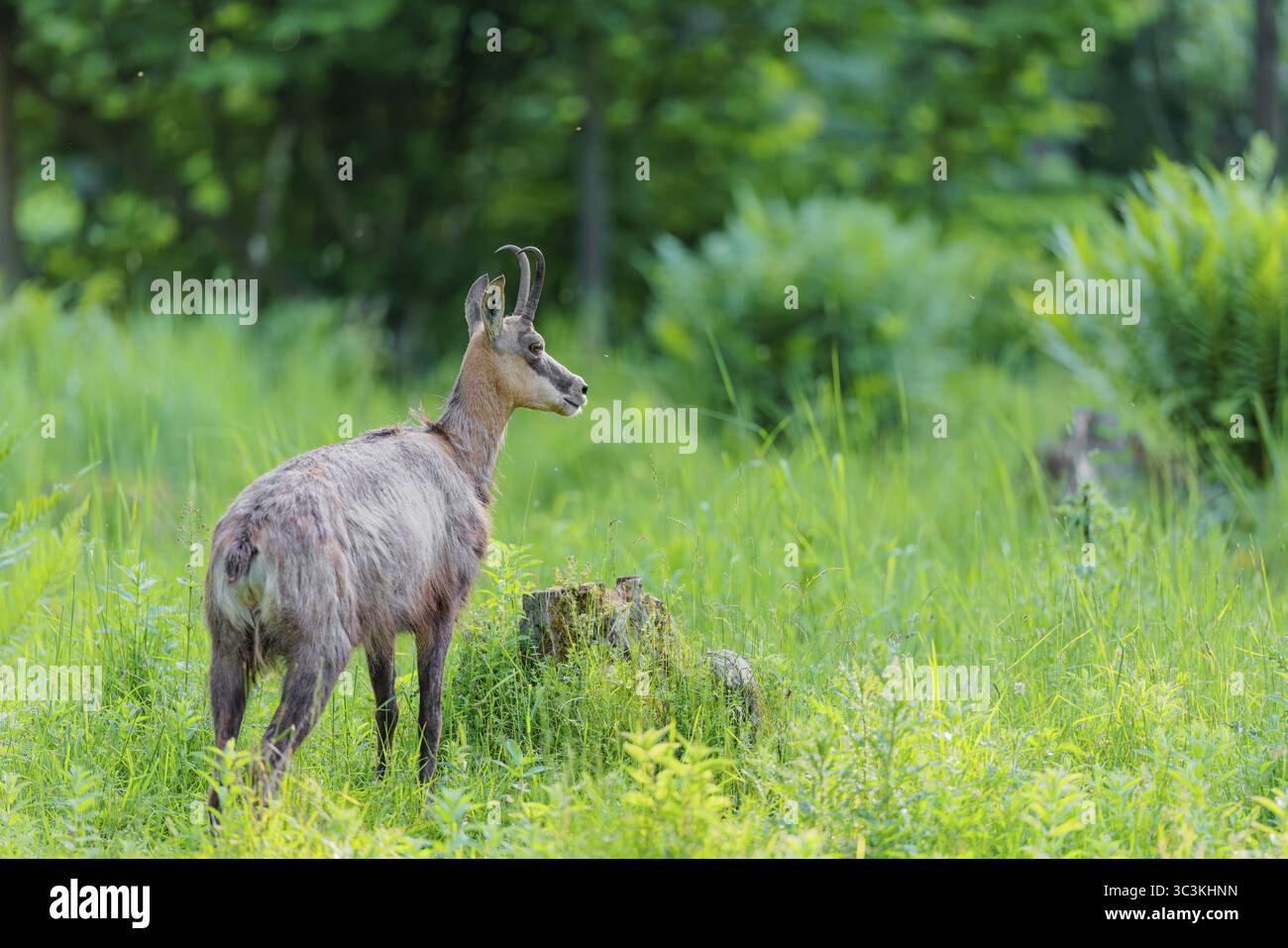 Un chamois adulte (Rupicapra rupicapra) se dresse dans les hautes herbes d'une prairie verte par une journée ensoleillée. Tyrol, Autriche Banque D'Images