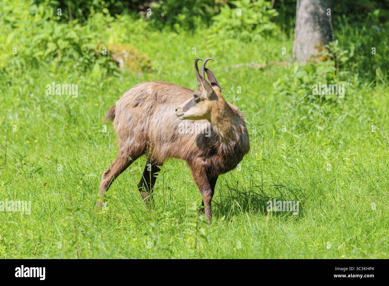 Un chamois adulte (Rupicapra rupicapra) se dresse dans les hautes herbes d'une prairie verte par une journée ensoleillée. Tyrol, Autriche Banque D'Images