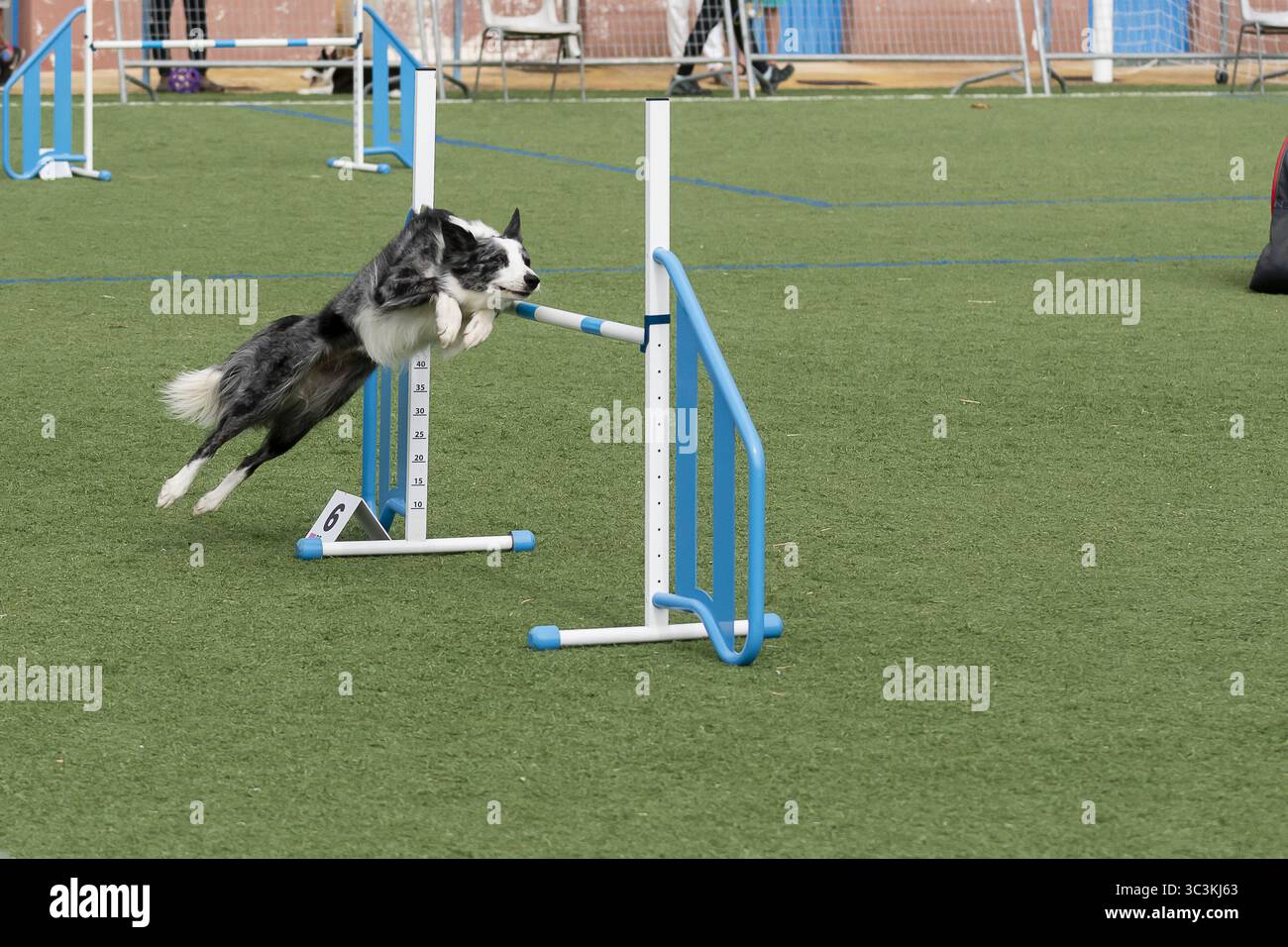 Border Collie participe au cours d'agilité lors d'un événement de jour ensoleillé dans le parc local Banque D'Images
