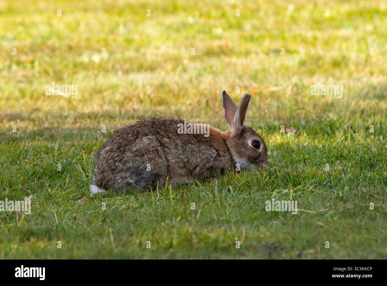 Introduits au Royaume-Uni après la conquête normande en 1066, les lapins sont devenus courants dans la plupart des pays. Si communs, ils sont pâtés et souvent contrôlés Banque D'Images