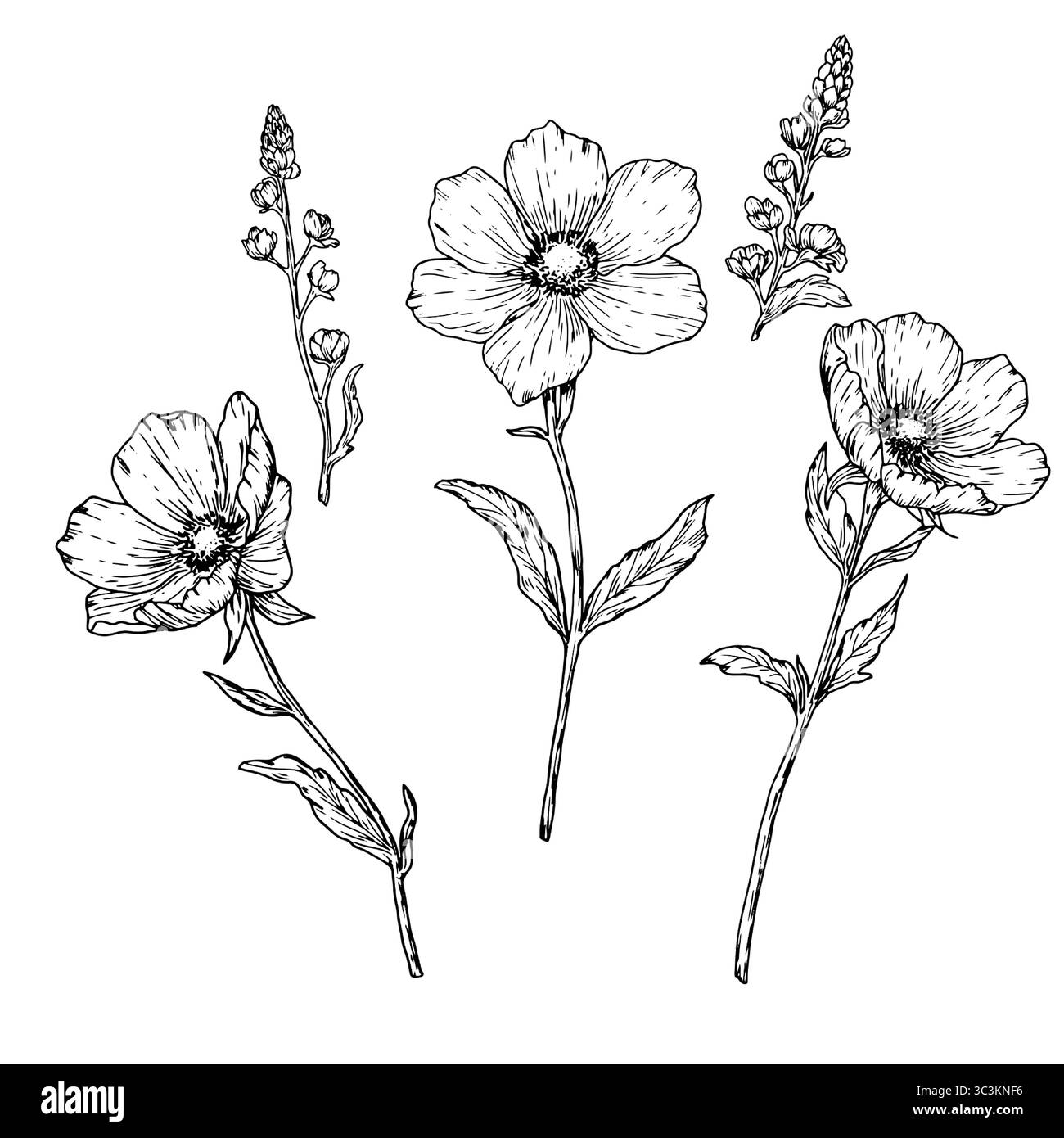 Fleurs de printemps, ensemble de silhouettes, croquis noir et blanc. Illustration vectorielle. Fleurs sauvages avec des feuilles, isolées sur fond. Pour les invitations Illustration de Vecteur