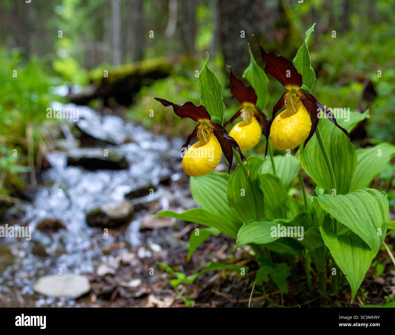 Yellow Lady’s Slipper (Cypripedium calceolus) gros plan d’orchidées sauvages Yellow Lady’s Slipper poussant près d’un ruisseau forestier, mettant en valeur leur éclat Banque D'Images