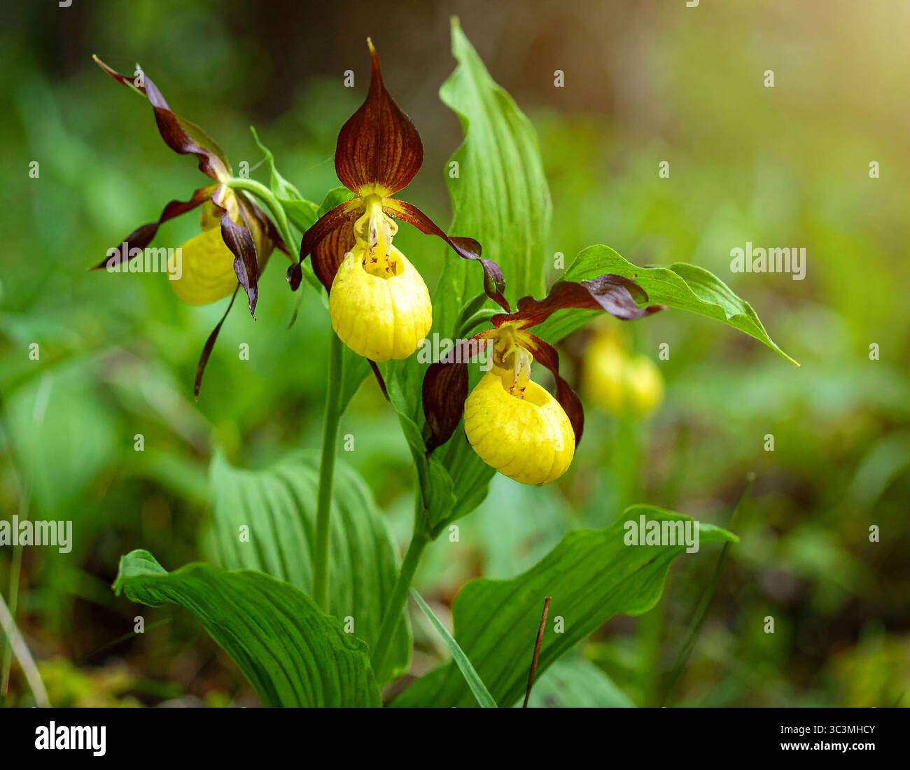 Yellow Lady’s Slipper (Cypripedium calceolus) gros plan d’orchidées sauvages Yellow Lady’s Slipper poussant près d’un ruisseau forestier, mettant en valeur leur éclat Banque D'Images