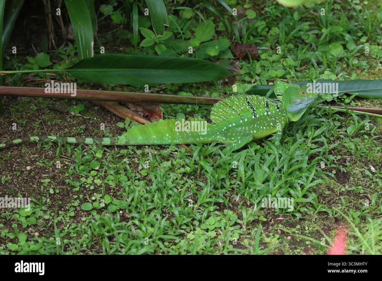 Basilic émeraude - Basiliscus plumifrons Banque D'Images