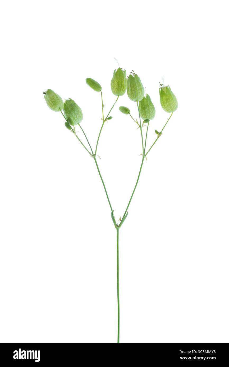 Tige et bourgeons d'une plante sauvage de campion vésical (Silene vulgaris). Aussi connu sous le nom de maidenstears, ses feuilles sont mangées crues ou cuites dans le sud de l'Europe Banque D'Images