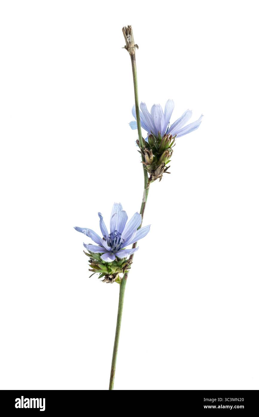 Tige et fleurs d'une chicorée commune (Cichorium intybus), une plante sauvage herbacée vivace comestible AKA Marguerite bleue, herbe bleue et pissenlit bleu Banque D'Images