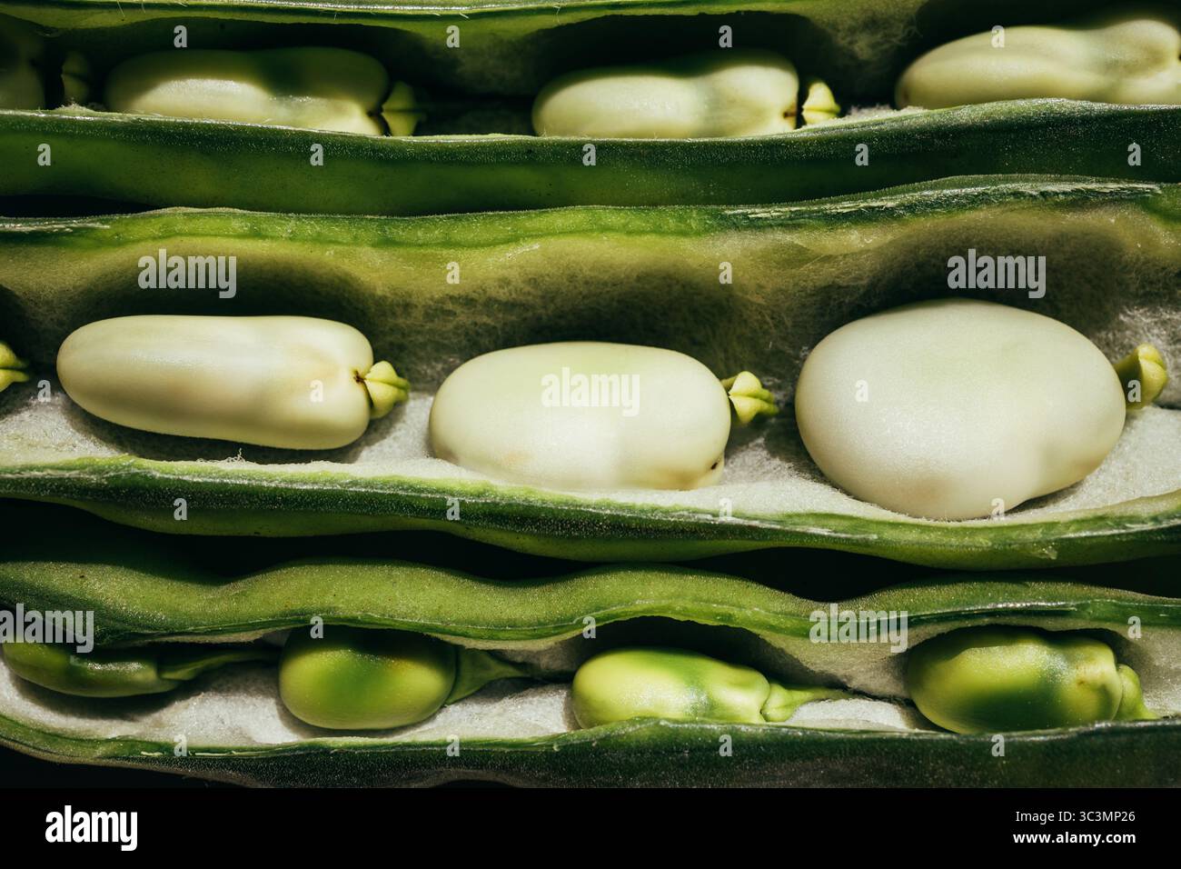 Gros plan montrant des fèves fraîches et éclatantes nichées dans leurs gousses. Ces légumineuses biologiques sont prêtes à consommer et parfaites pour des aliments sains et complets Banque D'Images